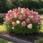 Hortenzia metlinatá (Hydrangea paniculata) ´LIVING COLOURFUL COCKTAIL´® by LIVING CREATIONS® výška 20-30 cm, kont. C1,5L